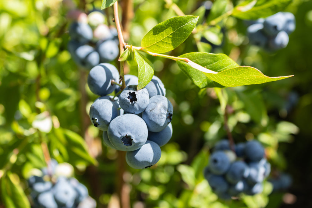 Blueberry - Sharpe Blue Vaccinium spp.