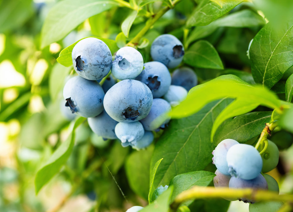 Blueberry - Vitality Vaccinium spp.