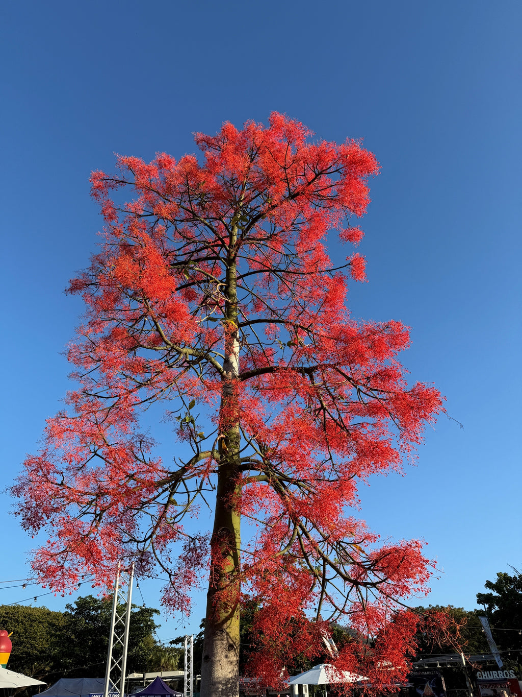 Brachychiton acerifolius Illawara Flame Tree