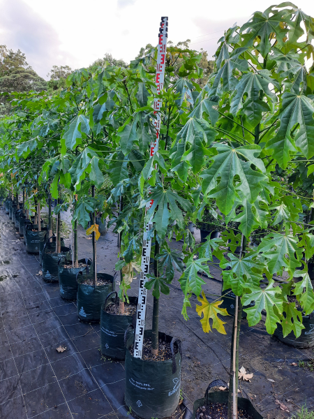 Brachychiton acerifolius Illawara Flame Tree