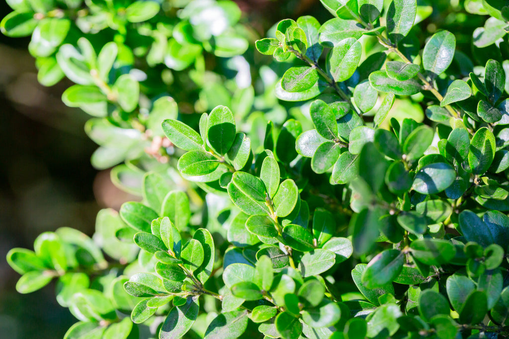 Buxus microphylla Faulkner