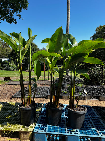 Heliconia Kawauchi