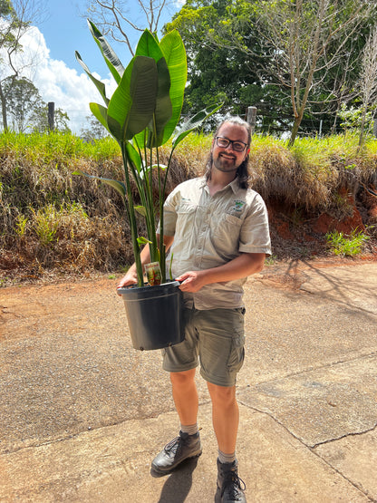 Heliconia Rauliniana