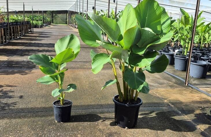 Calathea lutea