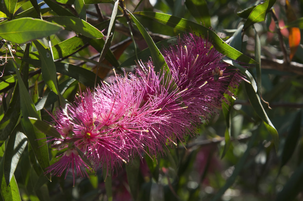 Callistemon Candy Pink