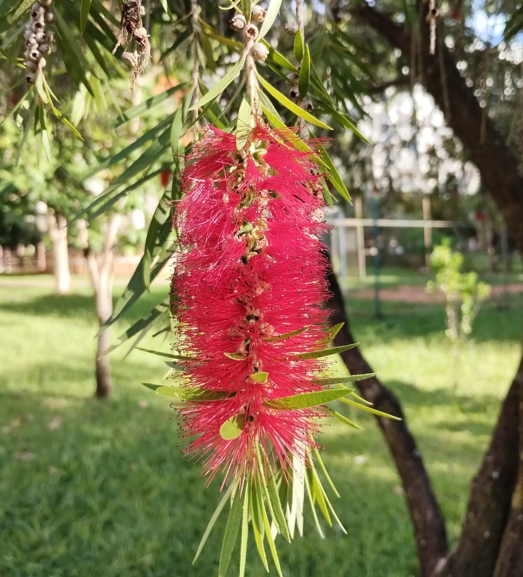 Callistemon viminalis Captain Cook