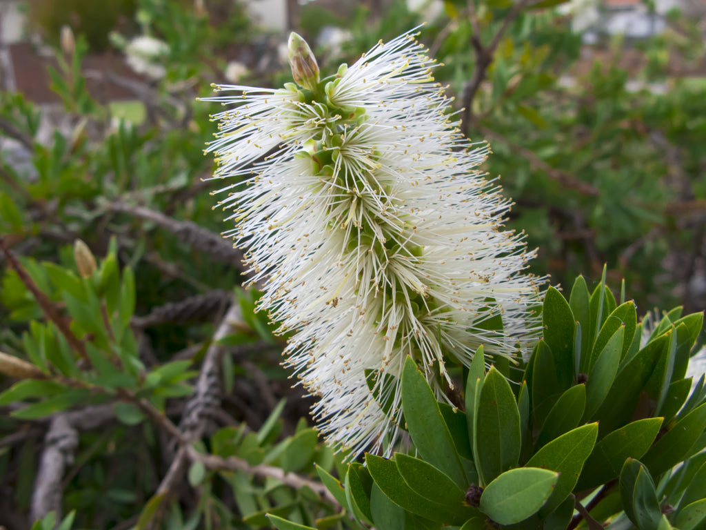 Callistemon viminalis Wilderness White