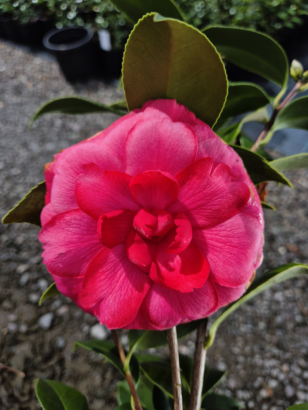 Camellia japonica CM Hovey