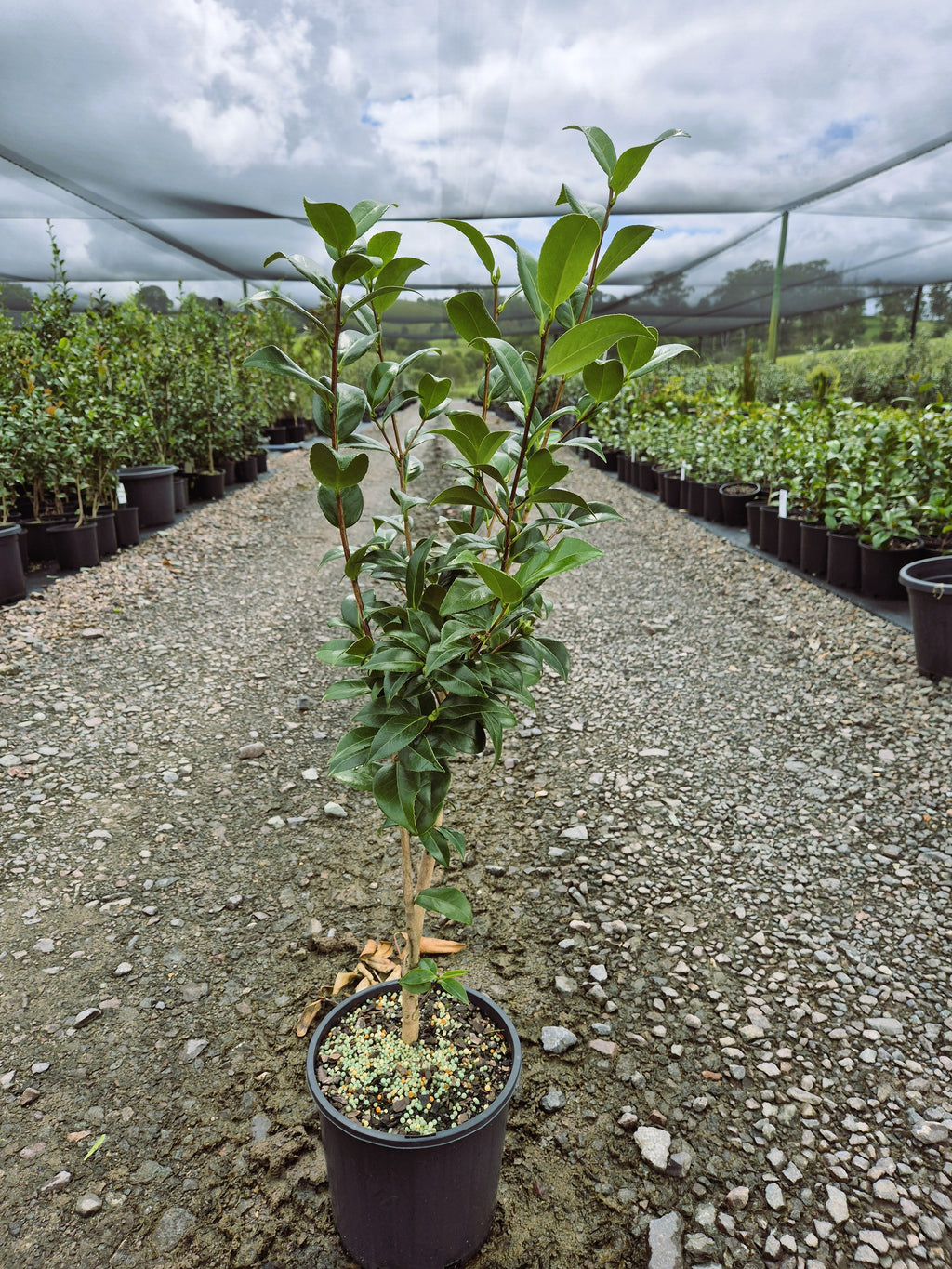 Camellia japonica CM Hovey