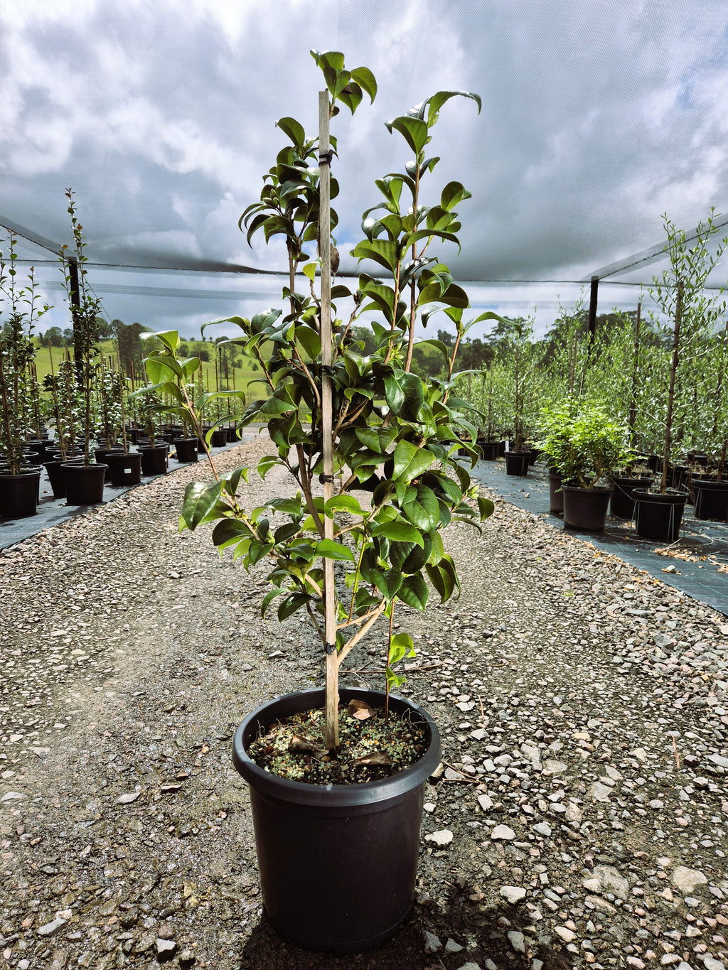 Camellia japonica CM Hovey