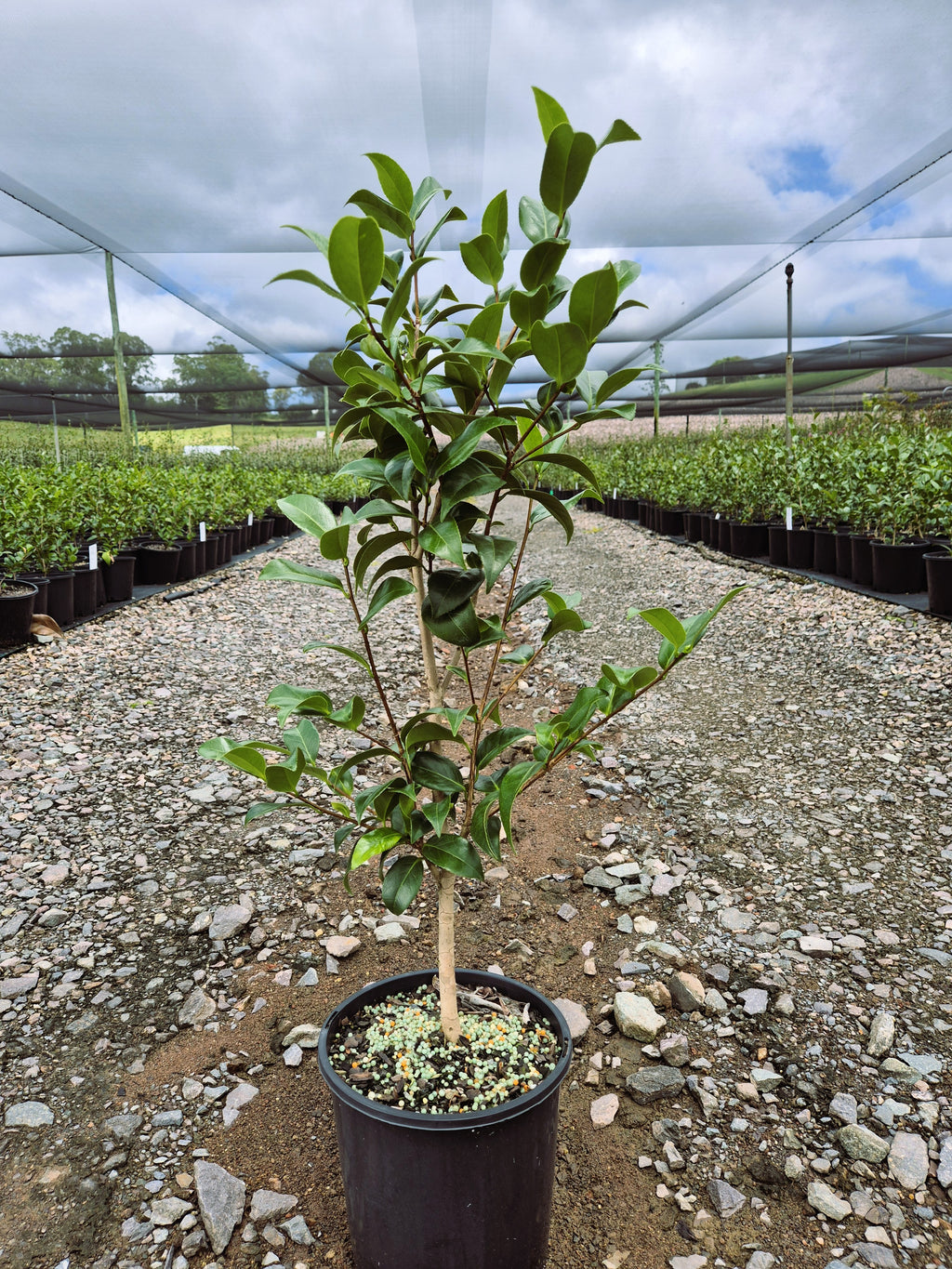 Camellia japonica Man Size