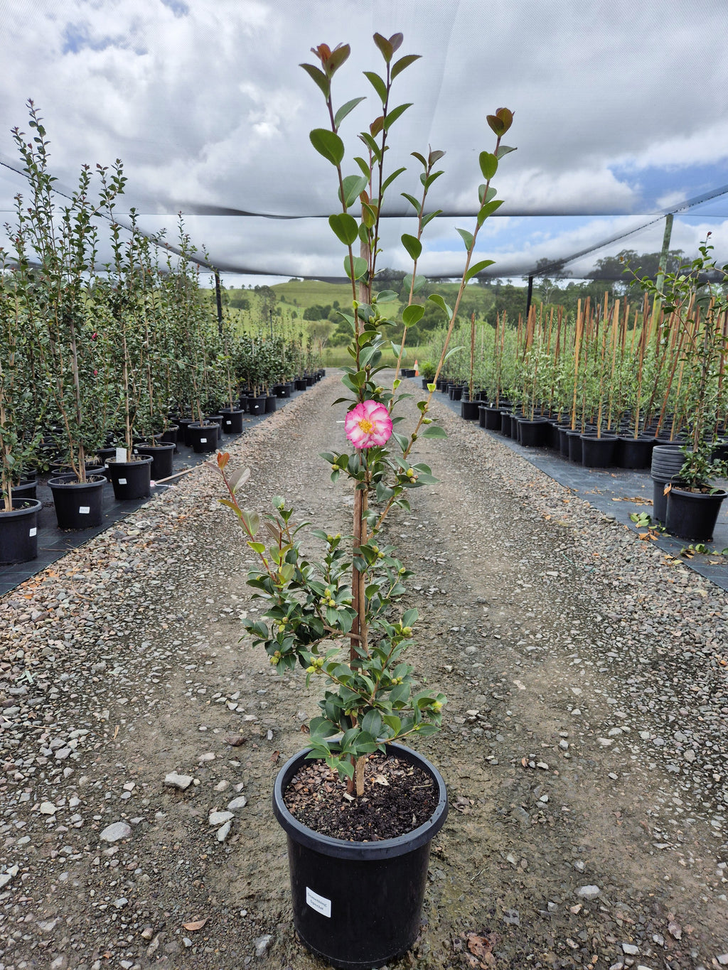 Camellia sasanqua Something Special