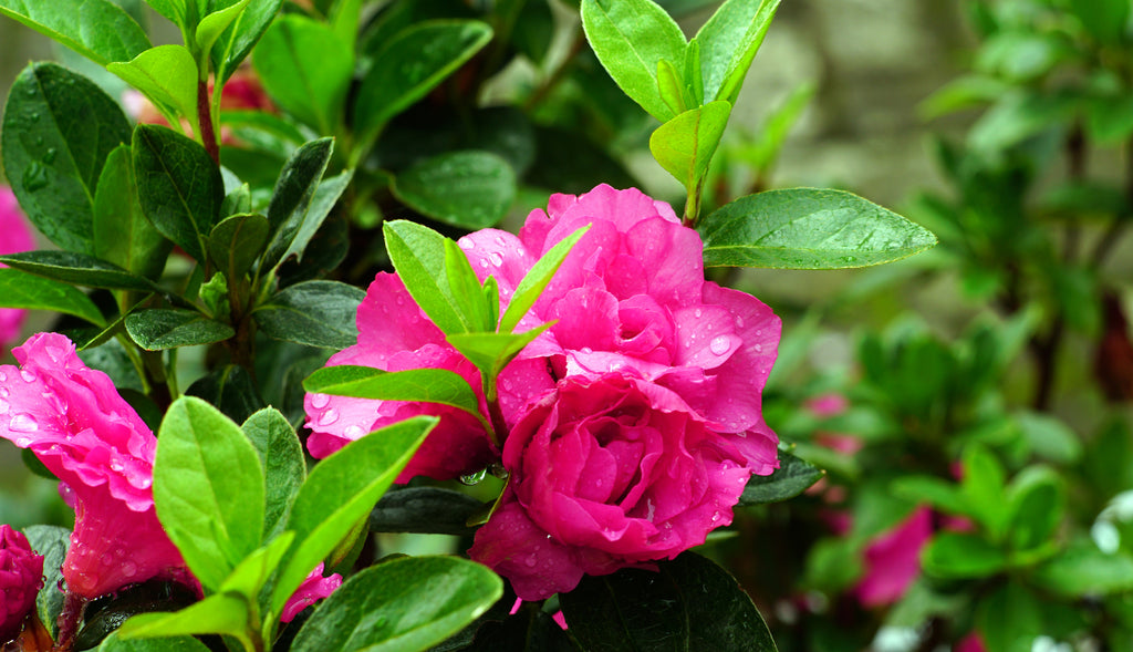 Camellia hiemalis hiryu (sasanqua)