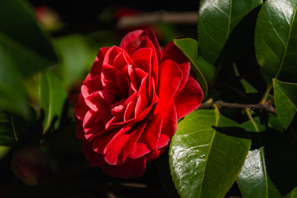 Camellia japonica Black Tie