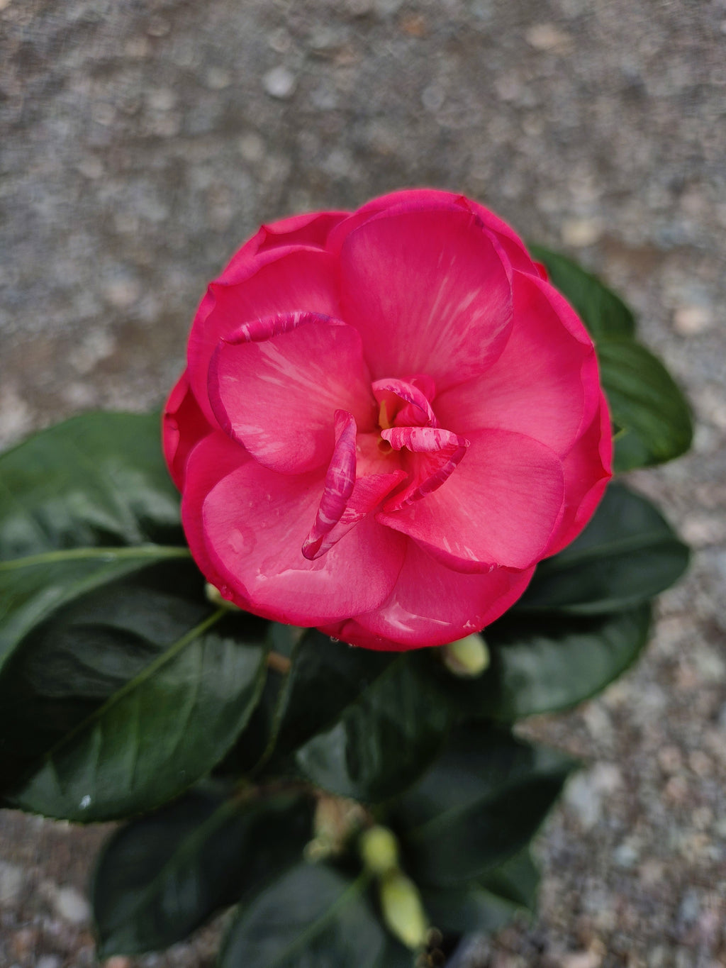 Camellia japonica Great Eastern