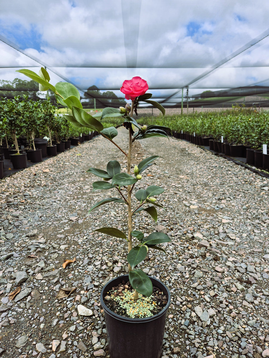 Camellia japonica Great Eastern