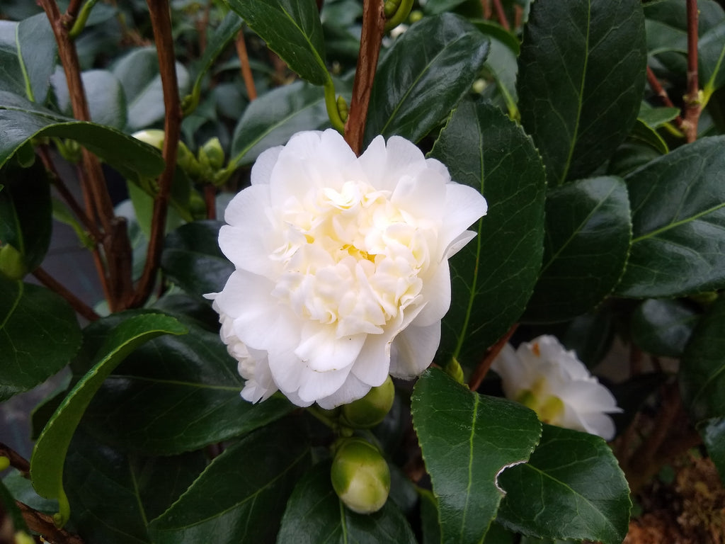 Camellia japonica Man Size