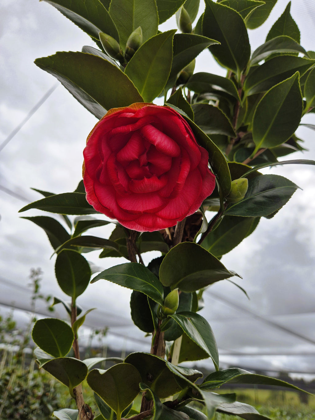 Camellia japonica Red Red Rose