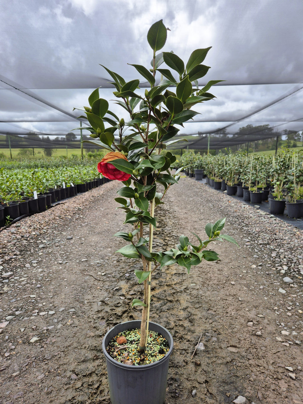 Camellia japonica Red Red Rose