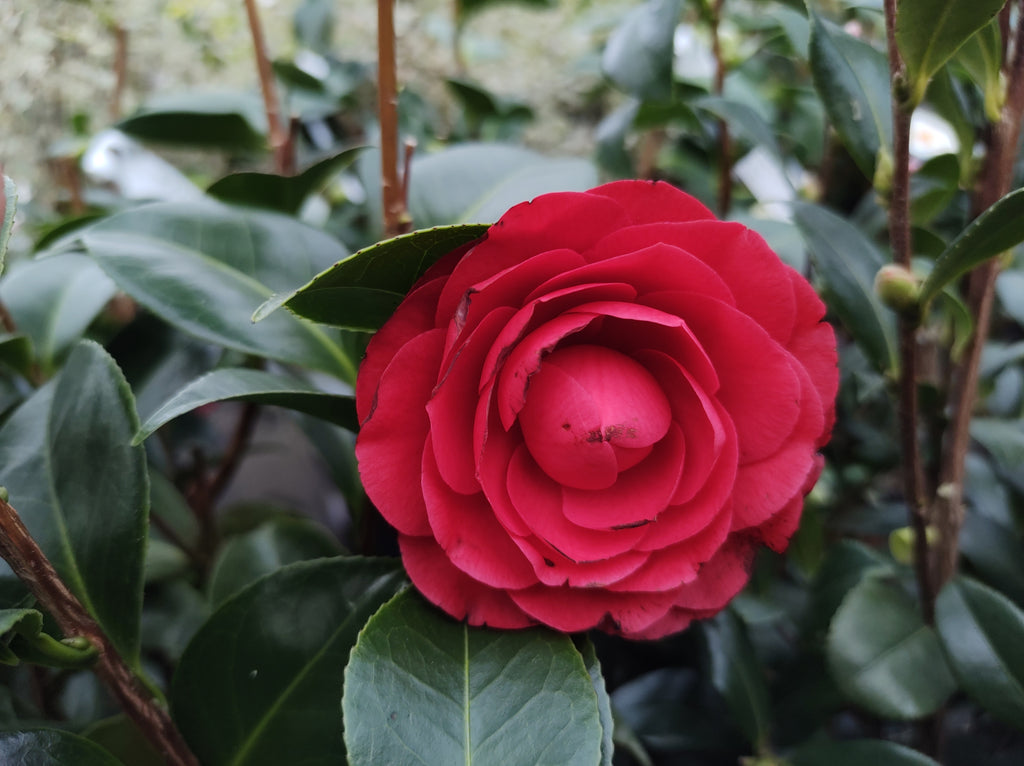 Camellia japonica Roger Hall