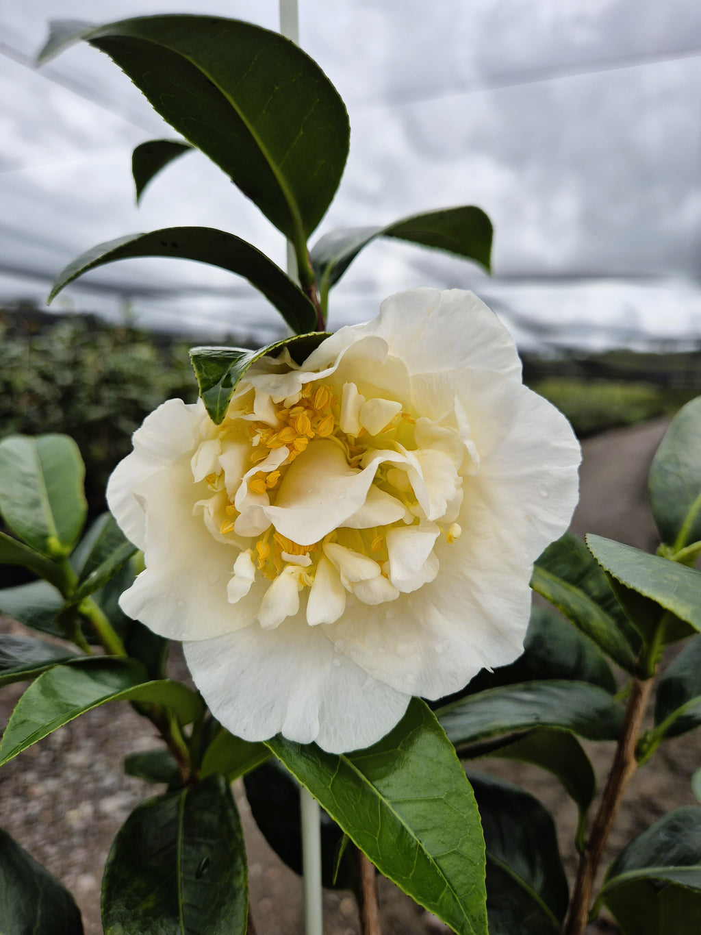 Camellia japonica Silver Waves