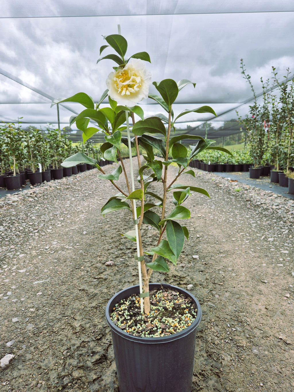 Camellia japonica Silver Waves