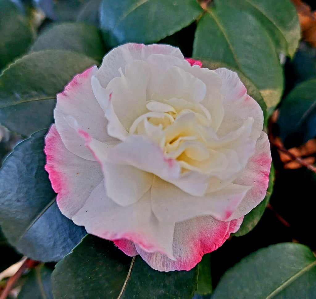 Camellia sasanqua Beatrice Emily