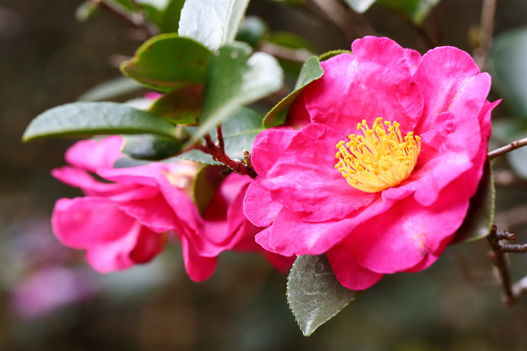 Camellia sasanqua Dazzler