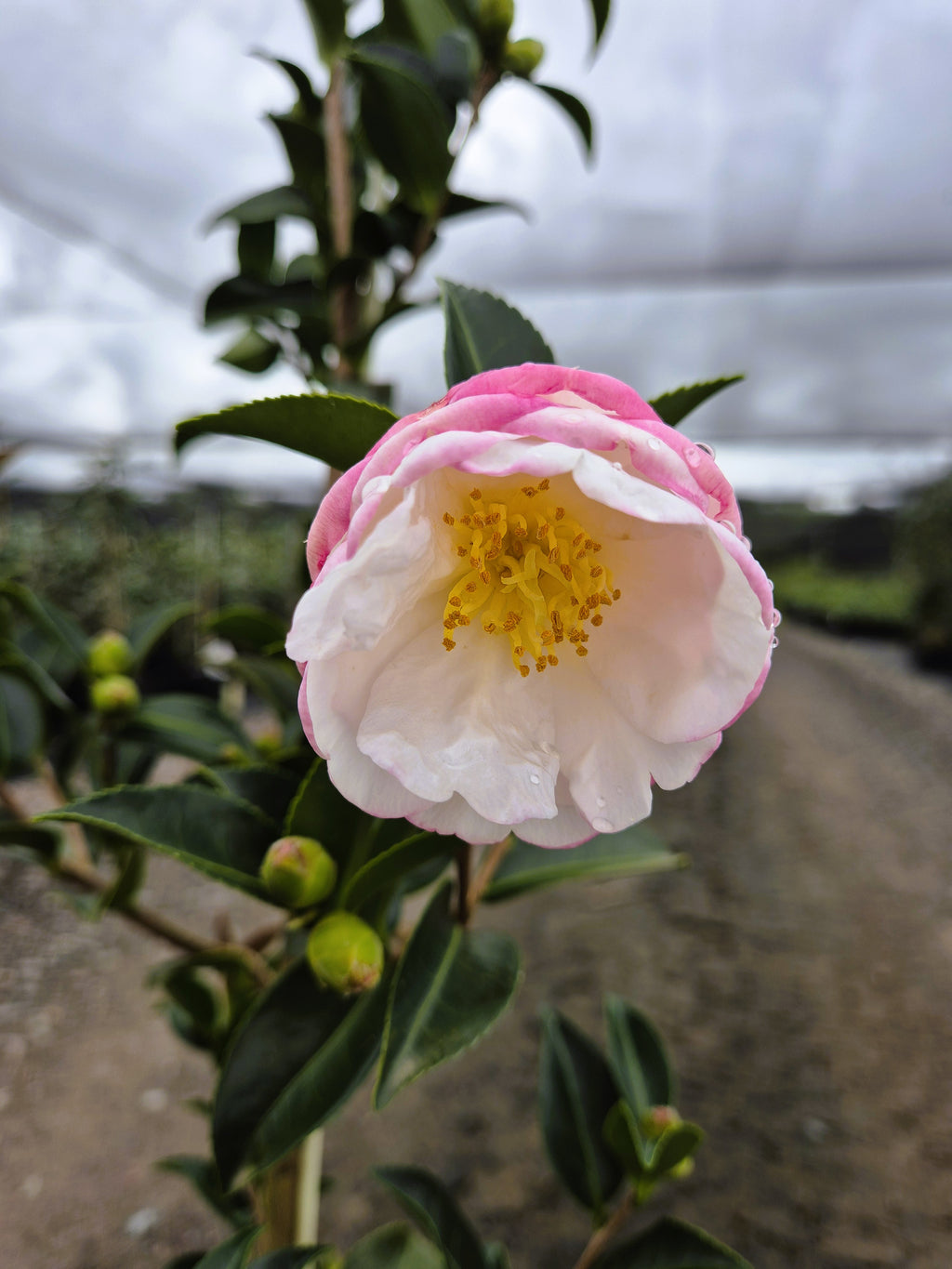 Camellia sasanqua Fuji-no-mine