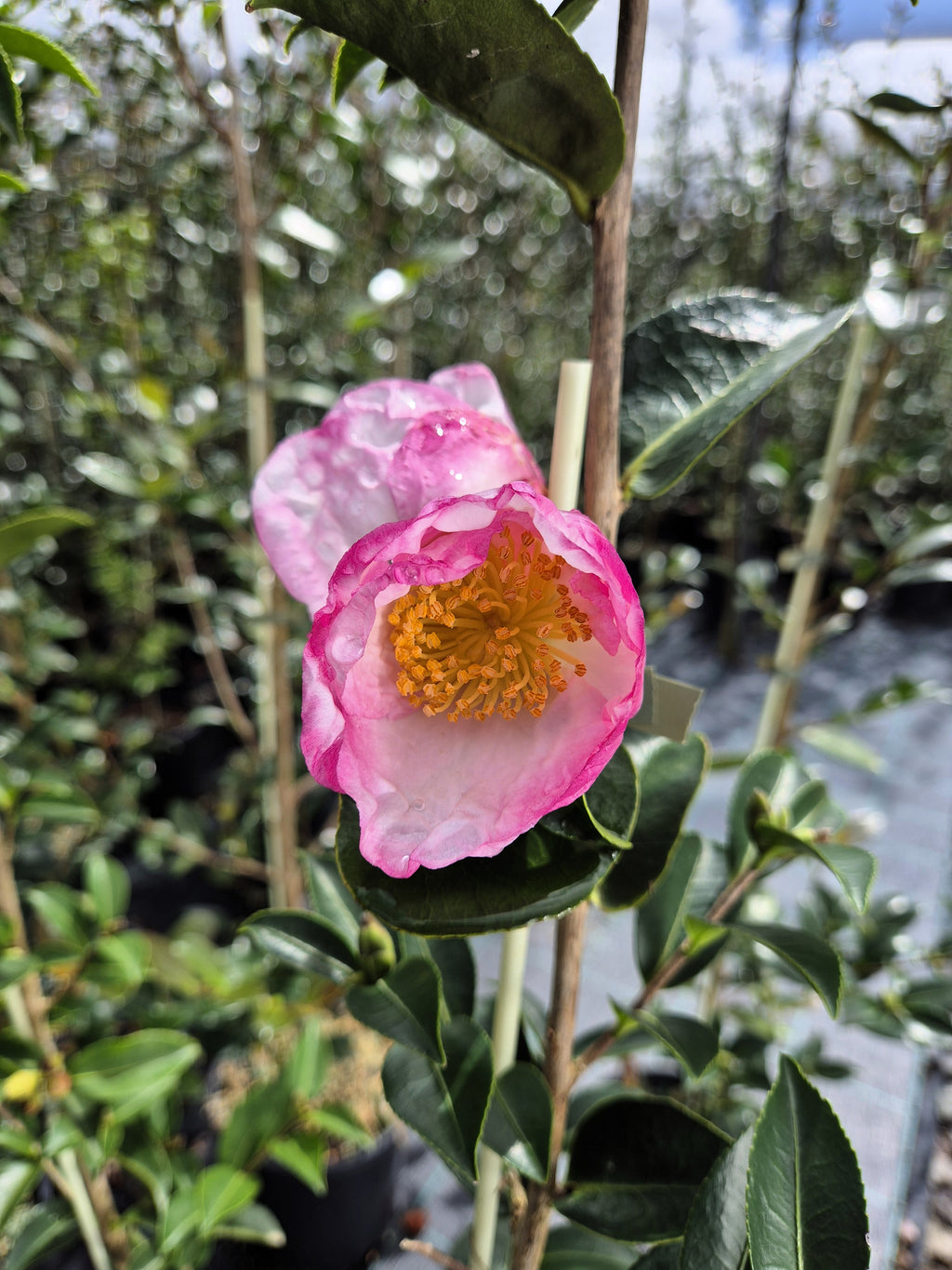 Camellia sasanqua Fukuzutsumi