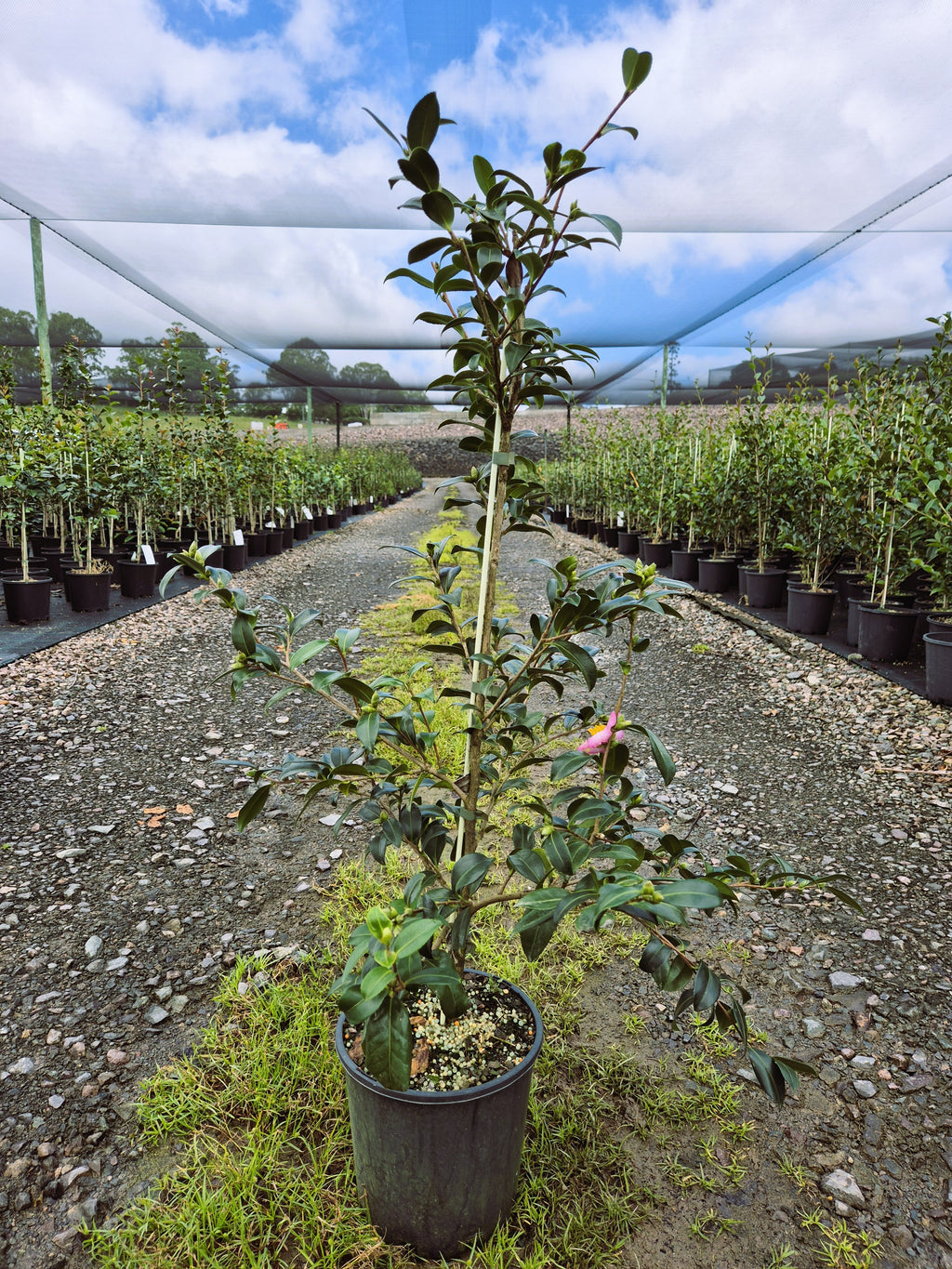 Camellia sasanqua Fukuzutsumi