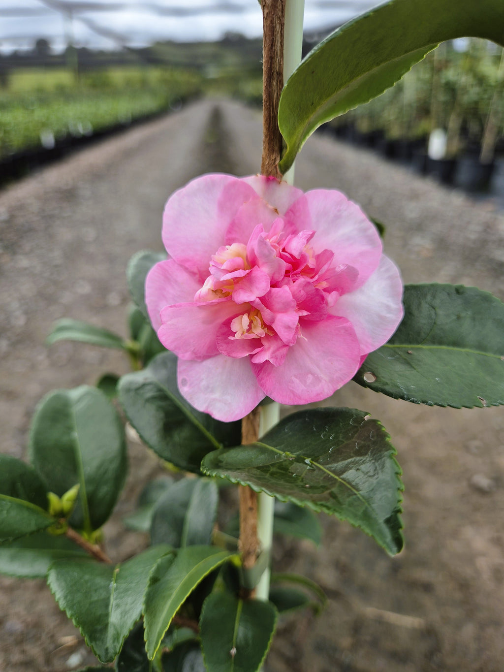 Camellia sasanqua Jennifer Susan