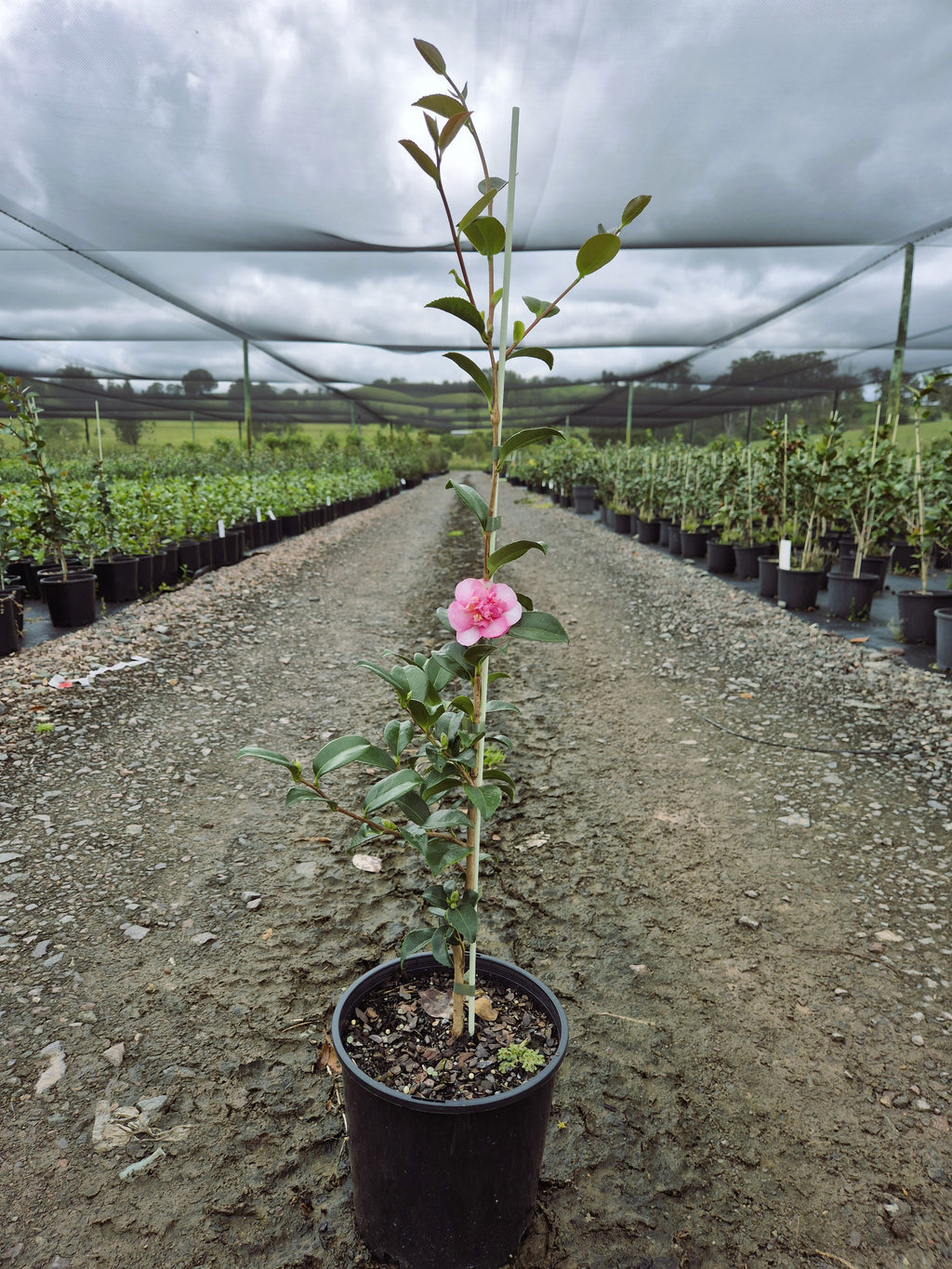 Camellia sasanqua Jennifer Susan