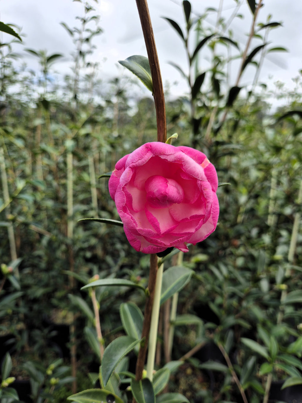 Camellia sasanqua Paradise Pearl