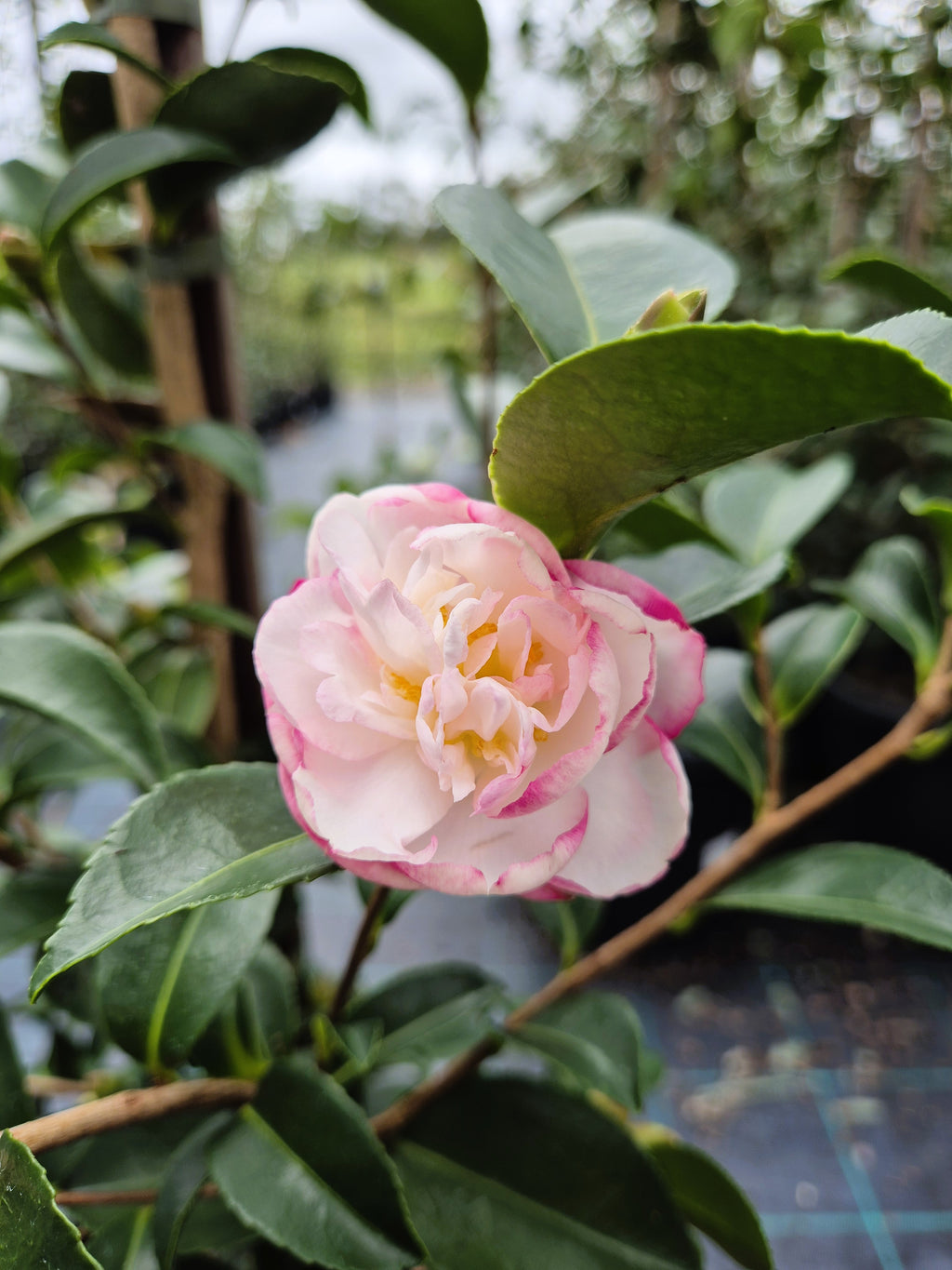 Camellia sasanqua Pure Silk