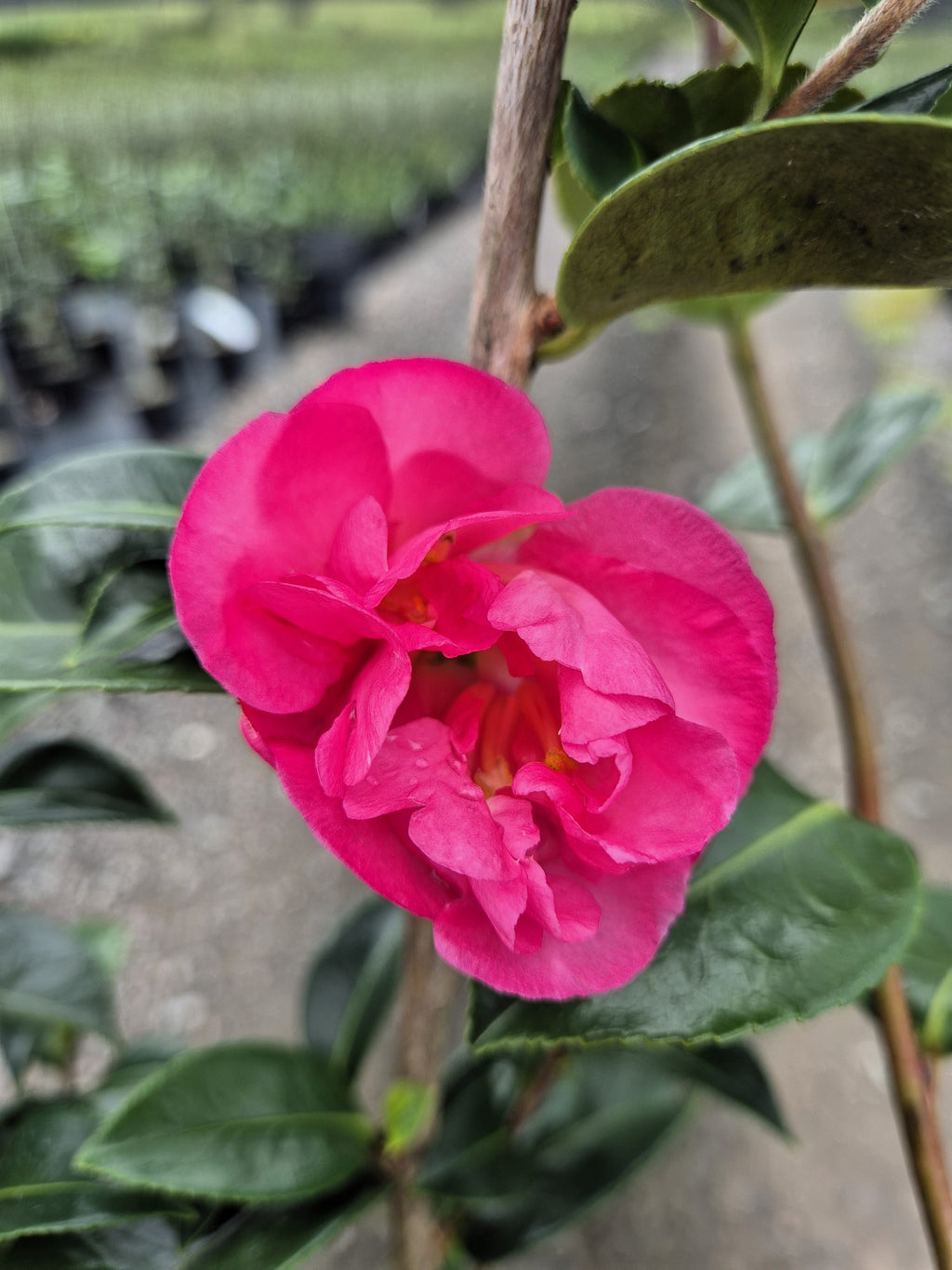 Camellia sasanqua Rose Ann