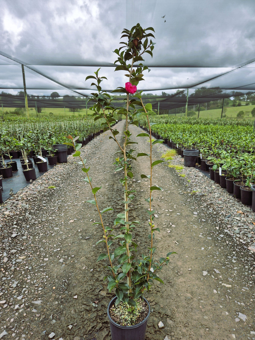 Camellia sasanqua Rose Ann