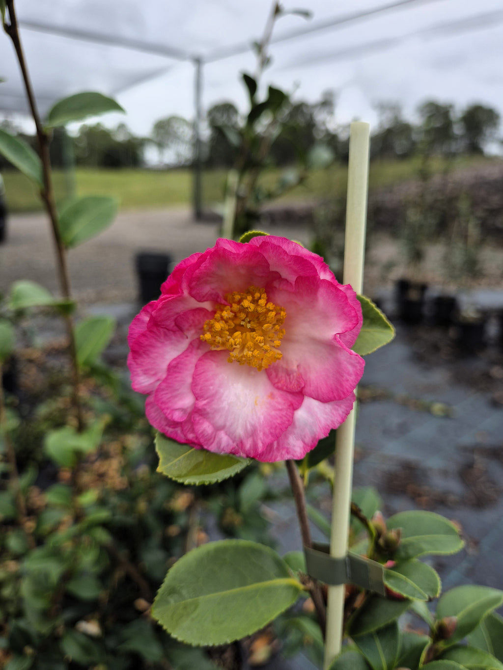 Camellia sasanqua Something Special