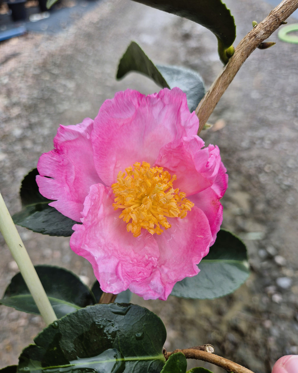 Camellia sasanqua Wahroonga