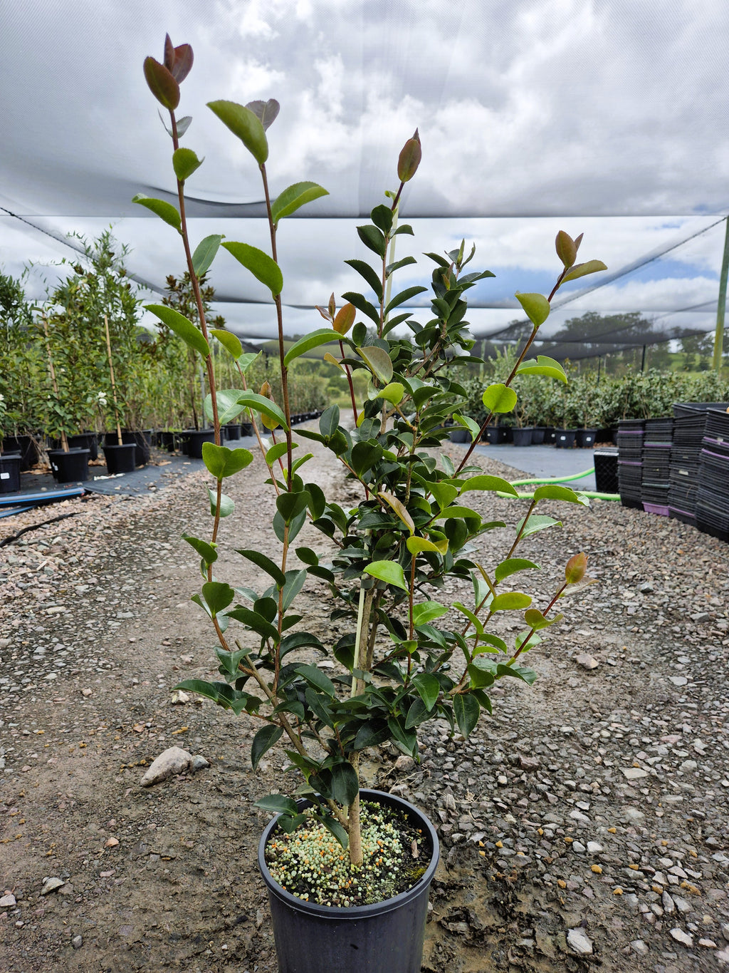 Camellia sasanqua Wahroonga