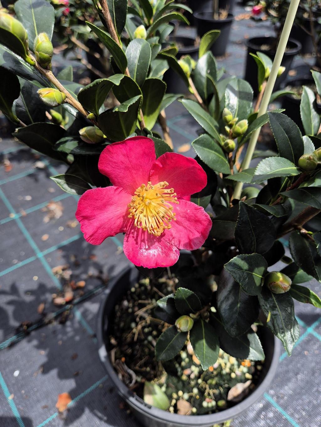 Camellia sasanqua Yuletide