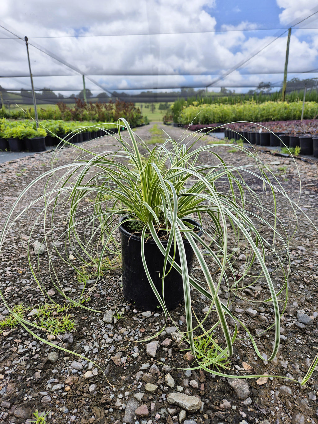 Carex Feather Falls