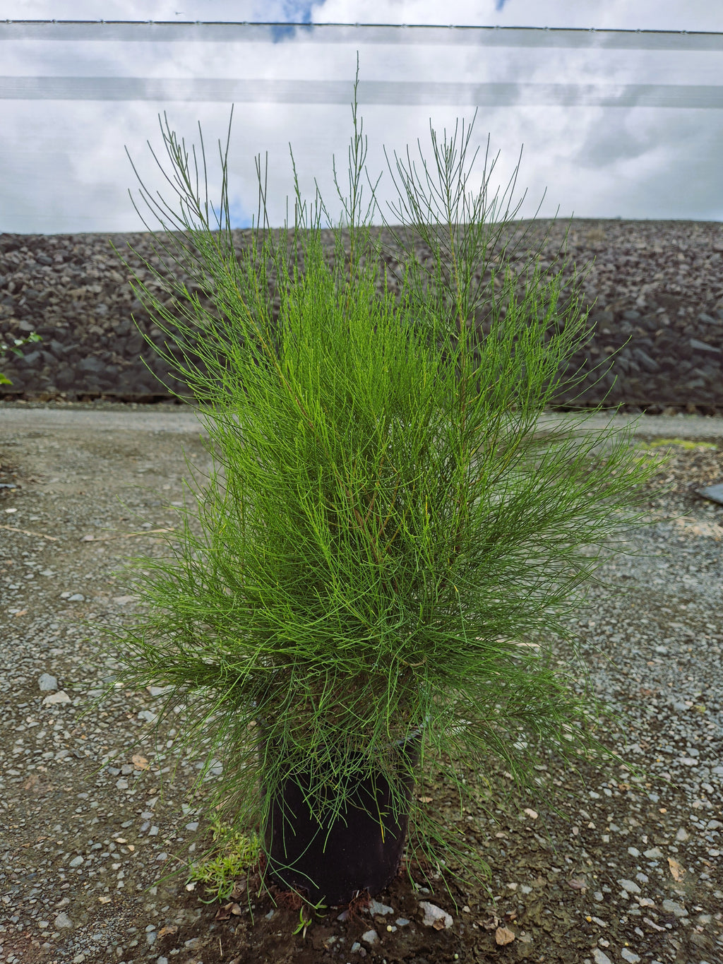 Casuarina glauca Greenwave