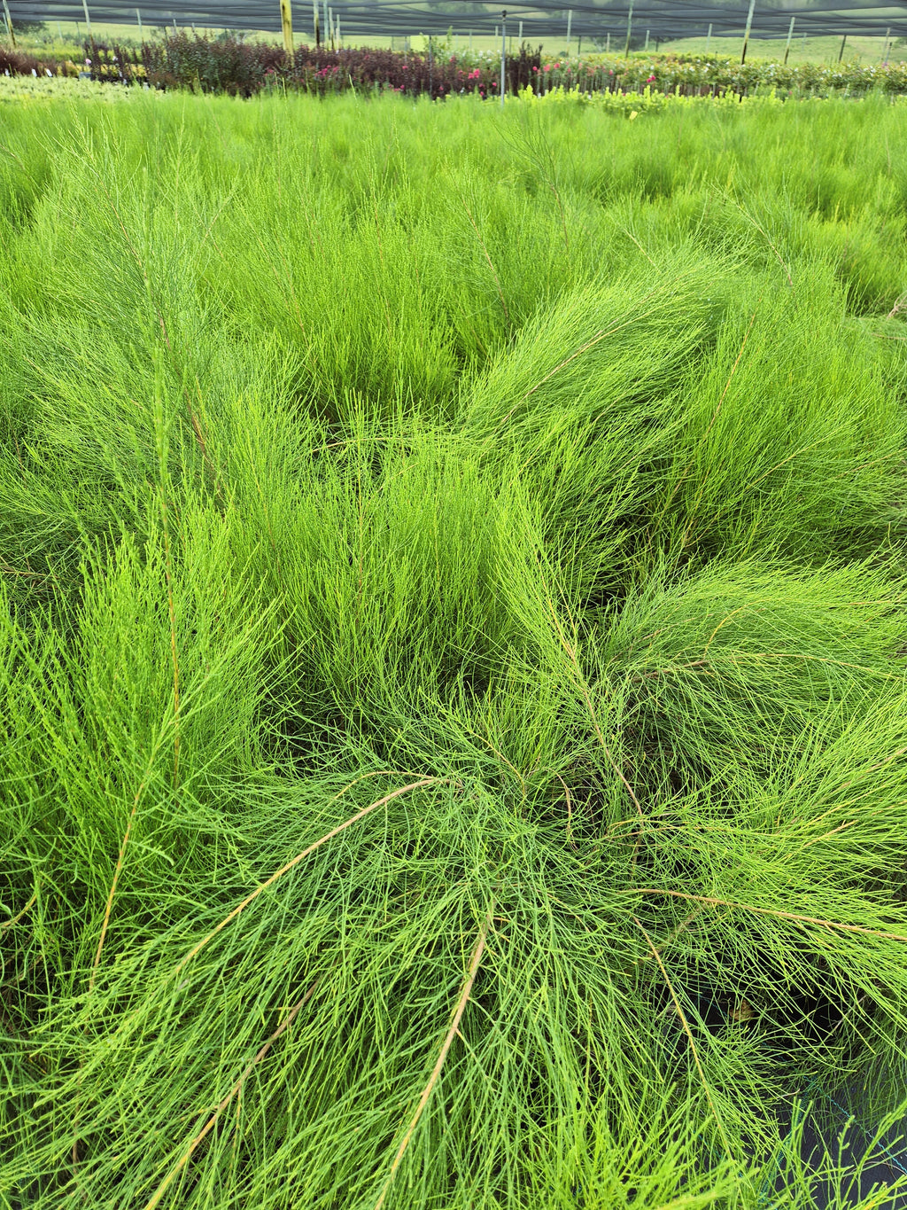 Casuarina glauca Greenwave