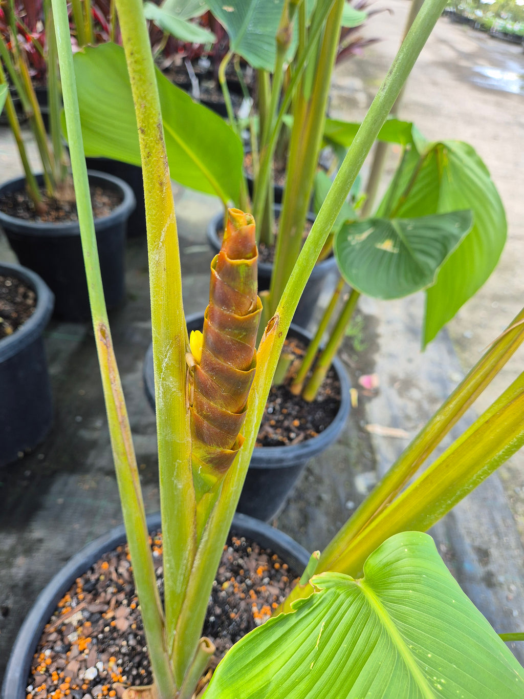 Calathea lutea