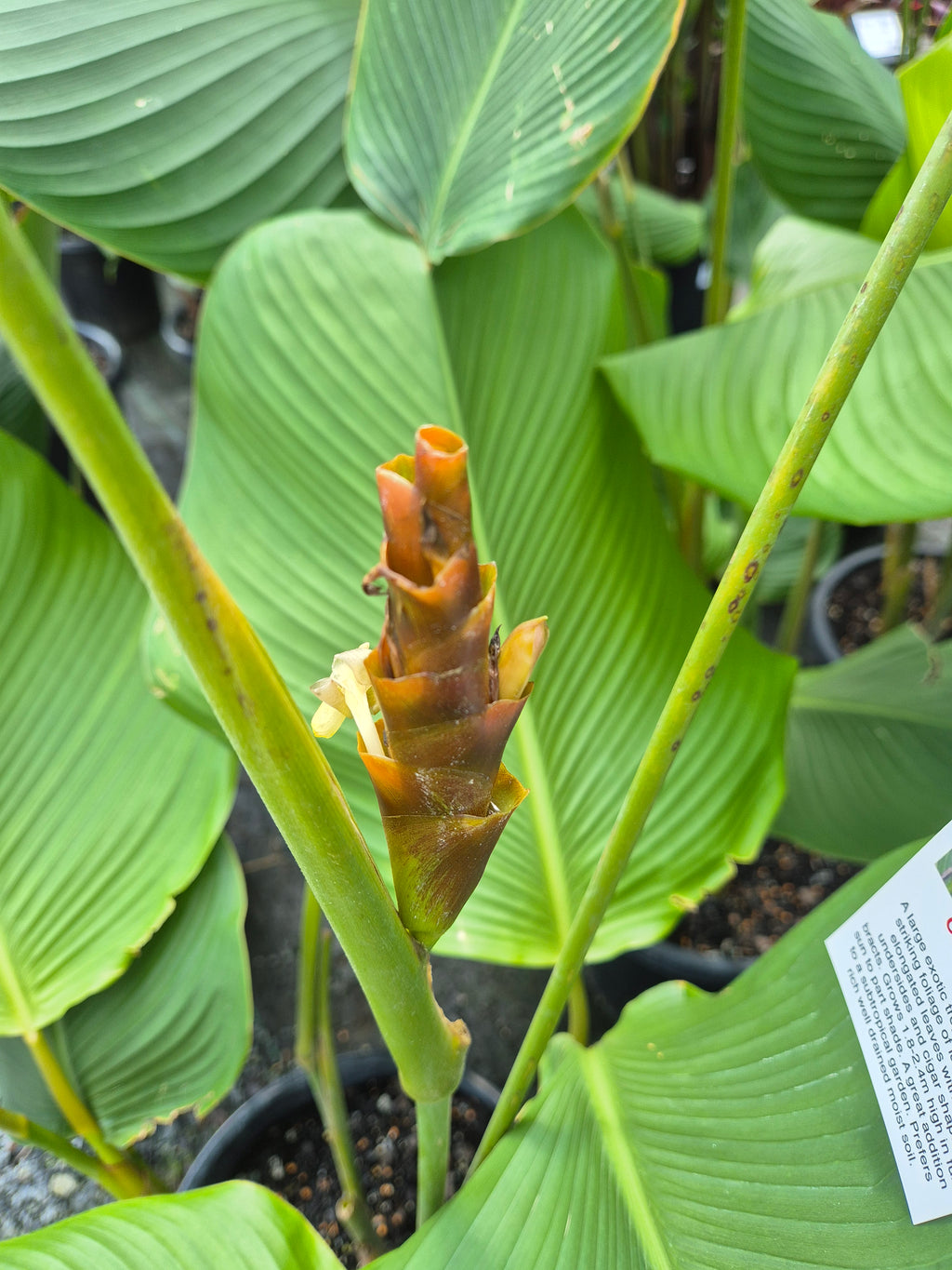 Calathea lutea