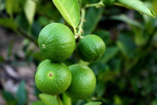 Lime - Sublime Citrus aurantifolia