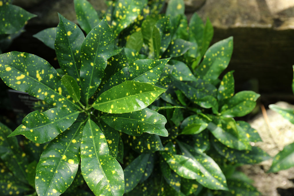 Codiaeum variegatum Gold Dust Croton