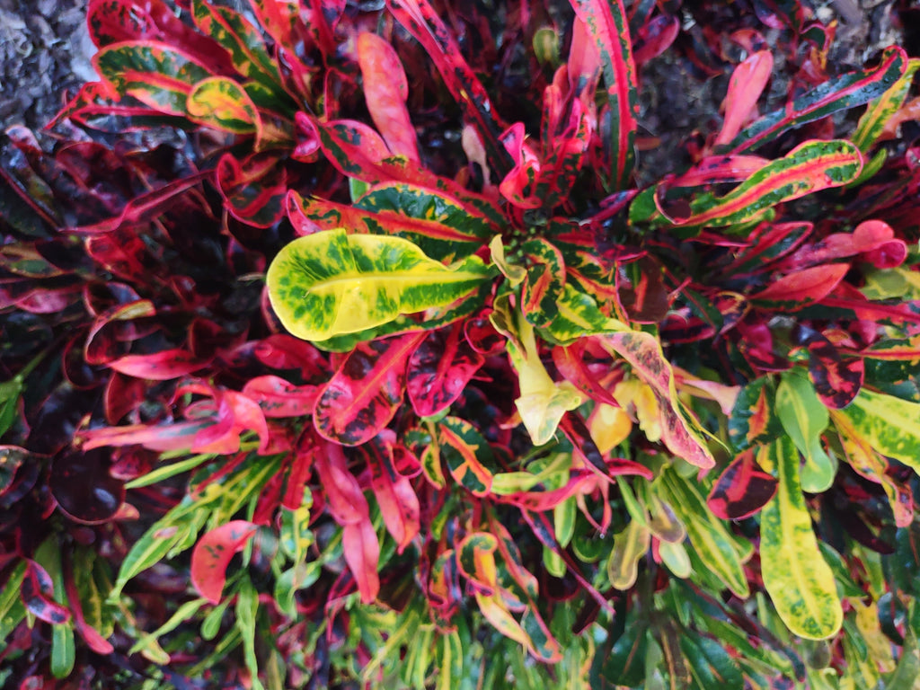 Codiaeum variegatum Mammy Croton