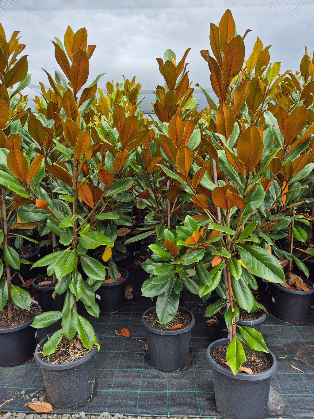 Magnolia grandiflora Coolwyn Gloss